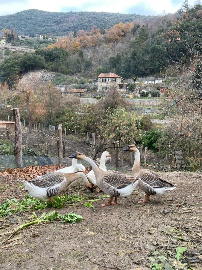 Hotel Agricamping Le Terrazze Orco Feglino Exterior foto